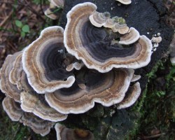 Turkey Tail Mushroom