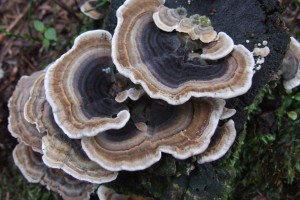 Turkey Tail Mushroom