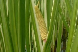 Calamus