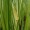 Calamus