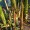 Bamboo Manna