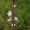 Vervain