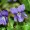 Violet, Sweet