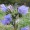 Viper's Bugloss