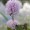 Water Mint