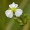 Water Plantain