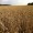 Wheat