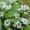 Ramsons