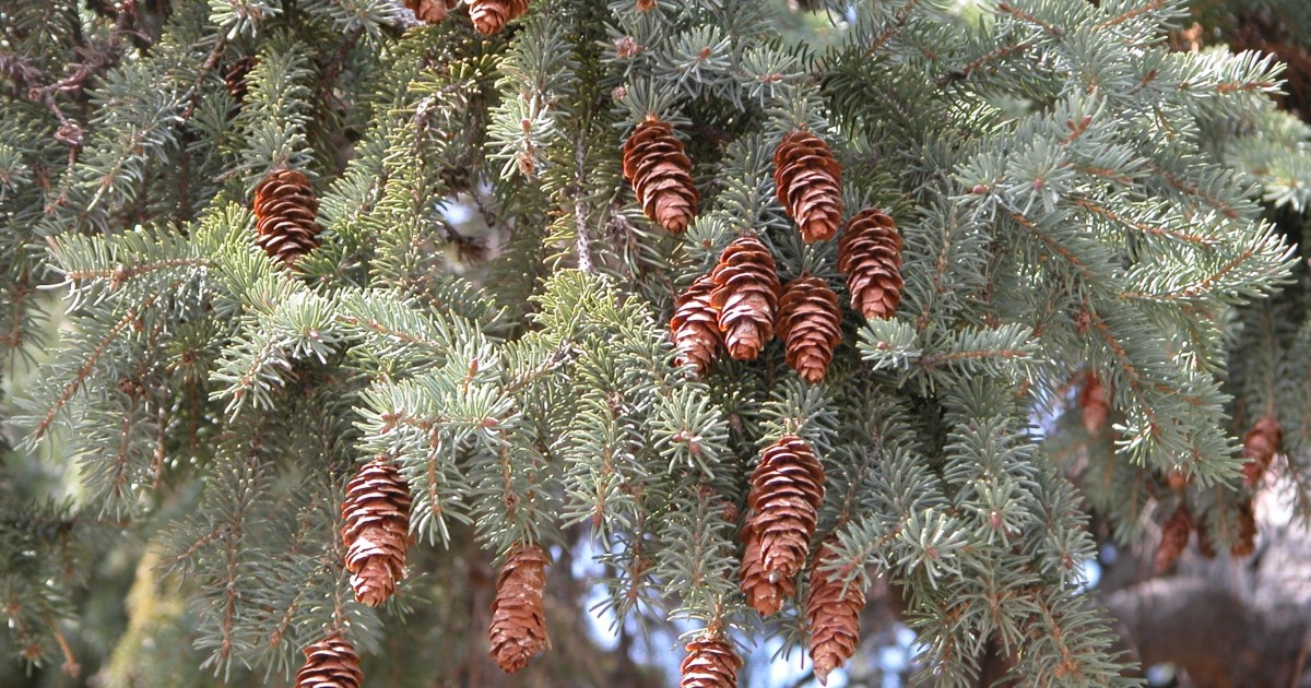 White Spruce Cones