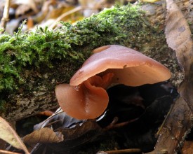 Wood Ear Mushroom