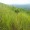 Woolly Grass