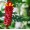 Costus